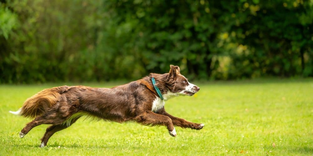 Pet Services in San Jose